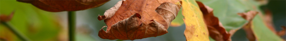 Holly Witteman random header image